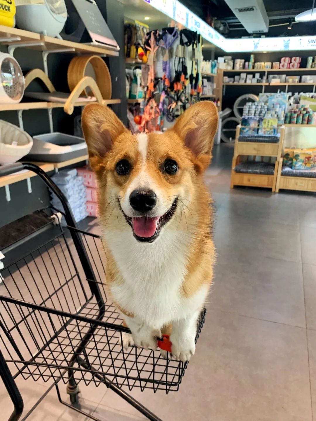 「椒霸霸×1CAKE」联名来啦！只要28.9元，和爱宠共享悠然午后