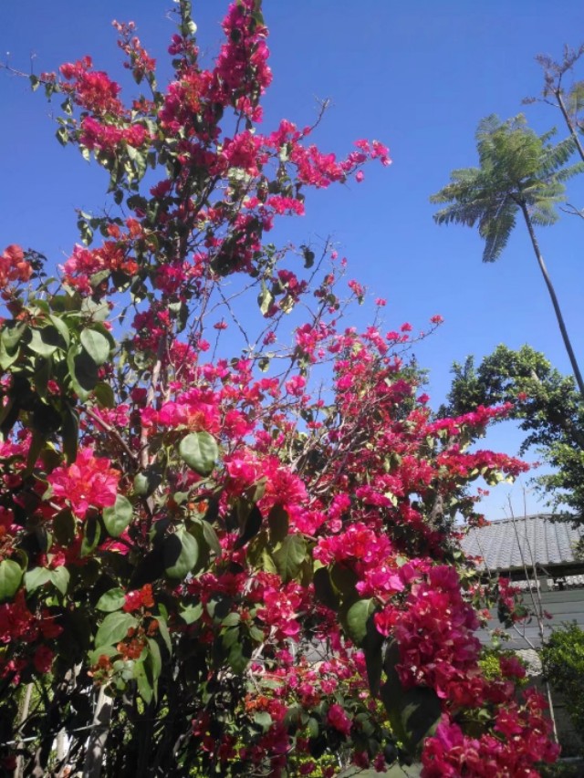 春天的味道,春天的味道歌曲