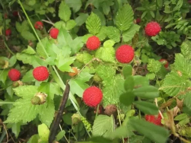 农村常见野花野草,这些野菜农村随处见