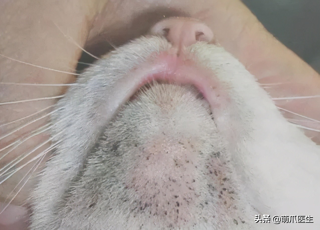 给猫挤黑头，结果挤出5颗“白色米粒”……