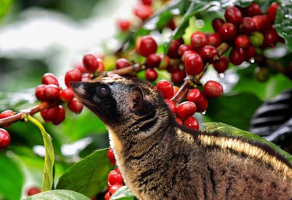 猫屎咖啡和普通咖啡哪个好喝,猫屎咖啡是最好的咖啡