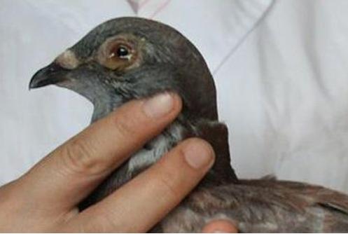 单眼伤风是支原体还是衣原体,单眼伤风和鹦鹉热是同一种衣原体