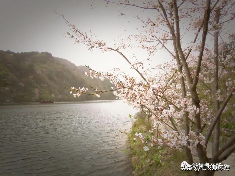 清凉寨樱花烂漫,清凉寨野景