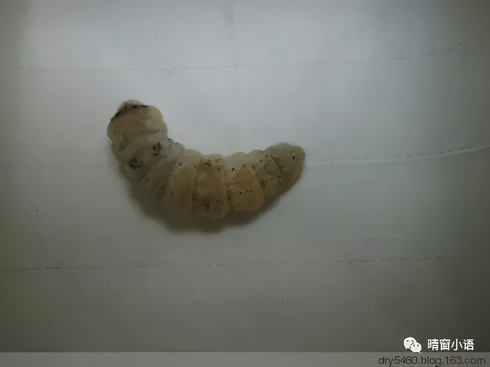 养蚕记怎么写三年级200字,蚕化蛹为蝶的过程总结