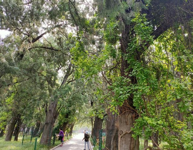 北京的坛庙文化——皇地祗神的祭坛和史铁生《我与地坛》