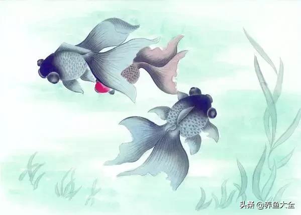 天气热观赏鱼怎么养,高温天气观赏鱼运输保活方法