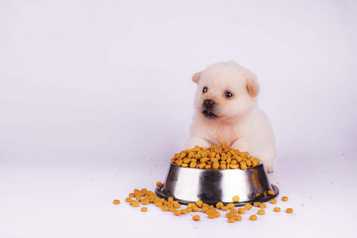 狗狗喂食狗粮的正确方法,过渡期怎么让狗狗吃干狗粮