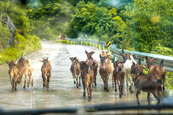 四川古蜀寻芳之幻梦朝天游玩攻略,都江堰古蜀寻芳