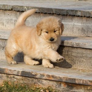 金毛犬的习性,金毛犬的祖先是什么犬