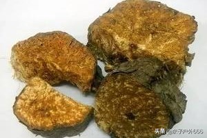 阿魏钓鱼真的有效吗,阿魏钓鱼真的那么神奇吗