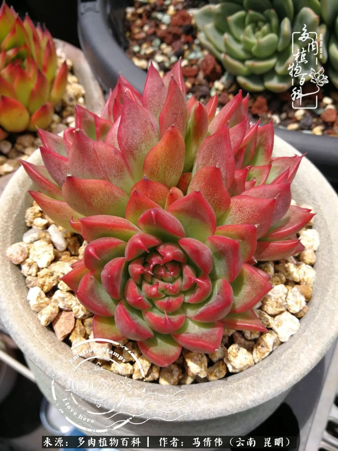 熬过了夏天的多肉,多肉熬过夏天惊艳整个秋天