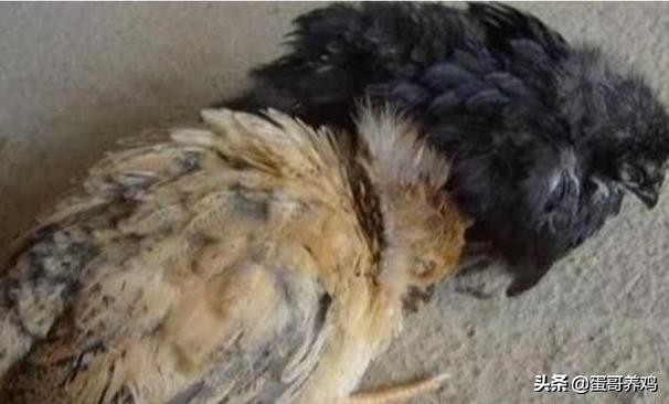 最新鸡法氏囊特效药,老兽医有绝招