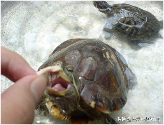 龟到家为什么总是不动,龟到家不下水一直睡觉