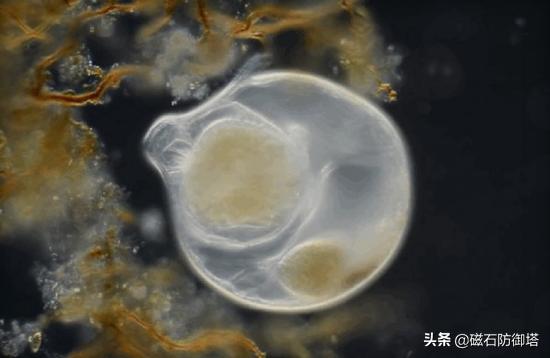 各类动物的起源,原口和后口动物怎么形成的