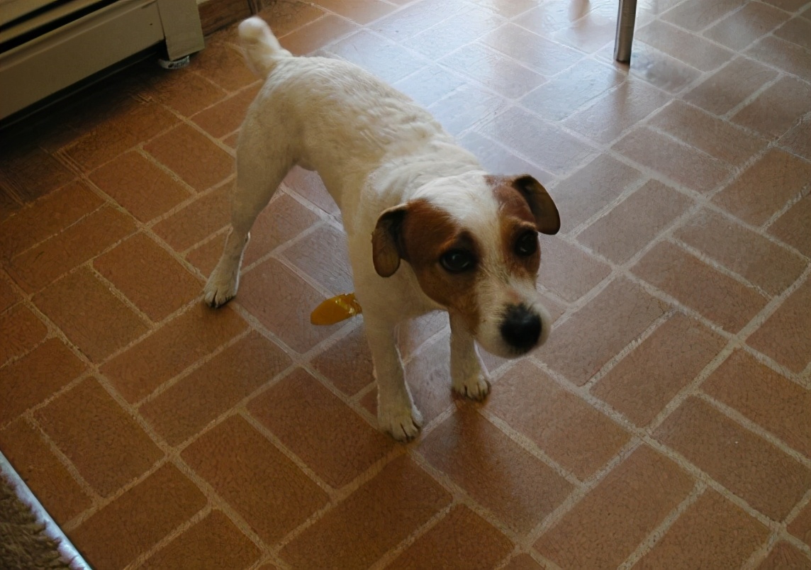 狗狗到处尿尿泰迪怎么教,狗狗总是在家定点撒尿怎么办