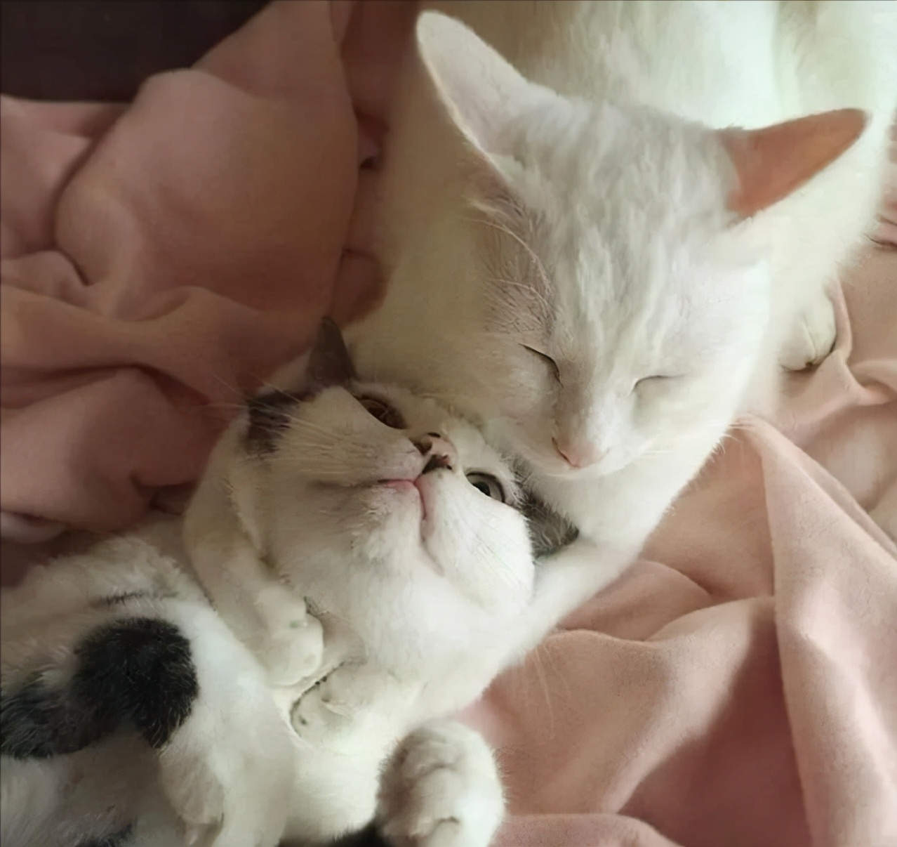 看了这一届网友晒出来的“2猫生活”，相爱又相嫌，好萌又好暖