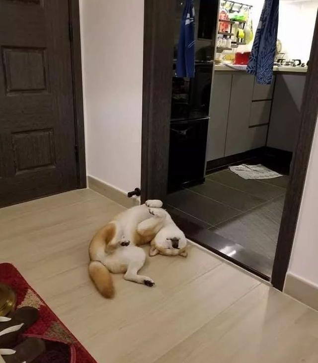 柴犬狂咬,柴犬毫无征兆回头咬