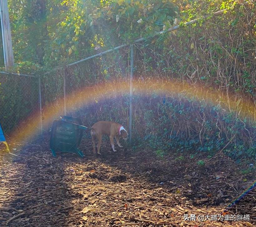 比特犬收容所关卡,比特犬被主人遗弃的后续