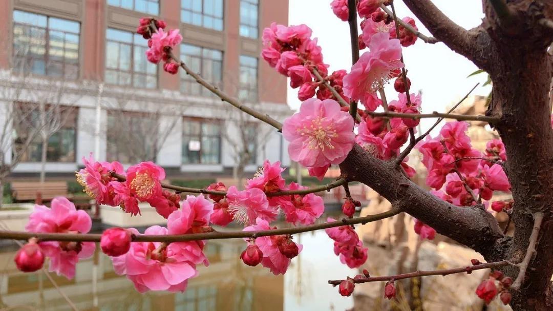 河南省实验学校许昌中学官网,2017许昌实验中学招生
