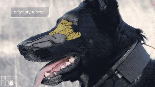 云南缉毒犬查获毒品,云南昆明缉毒犬的训练