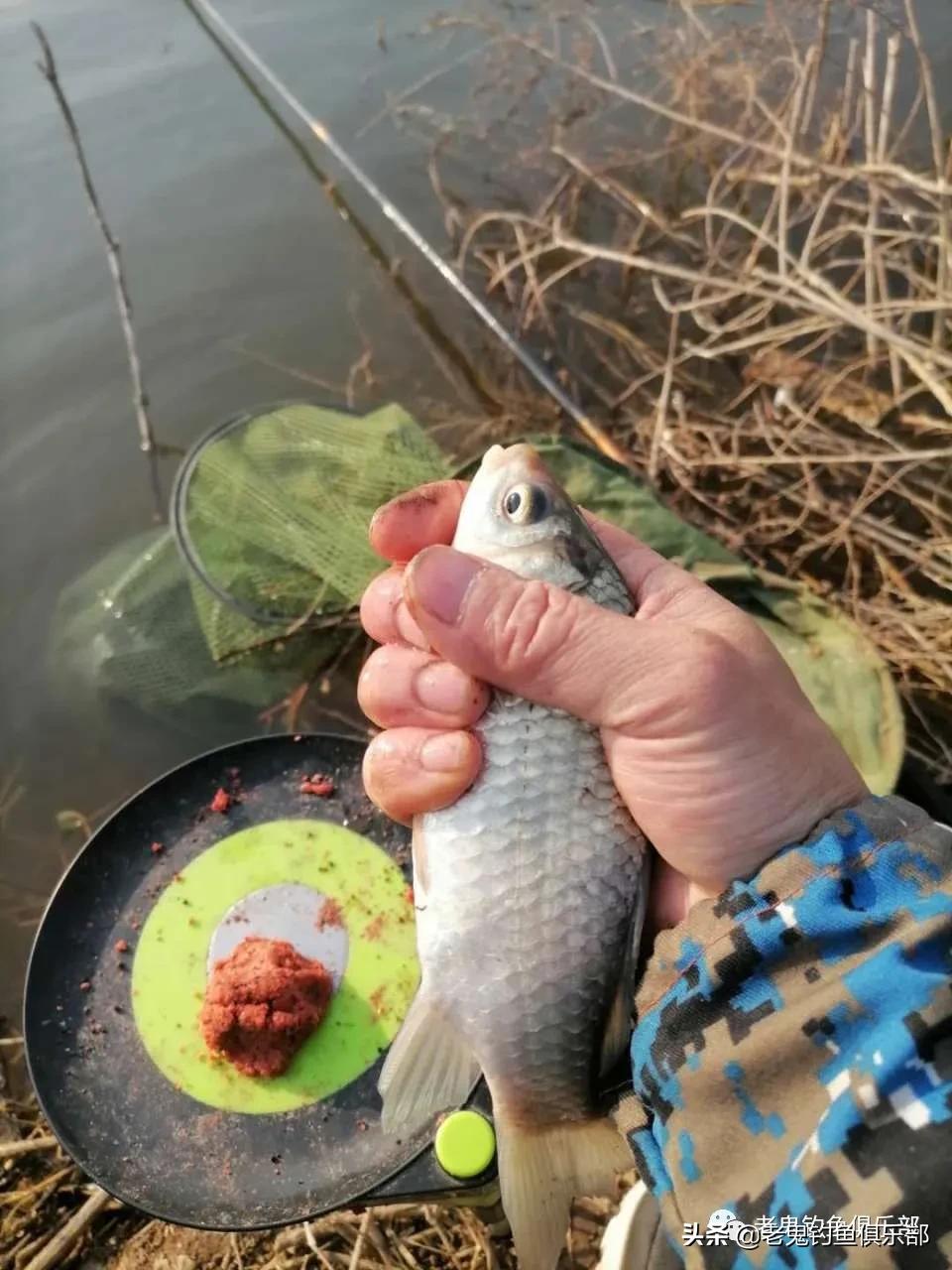 用九一八钓小鱼,九一八野钓鲫鱼视频