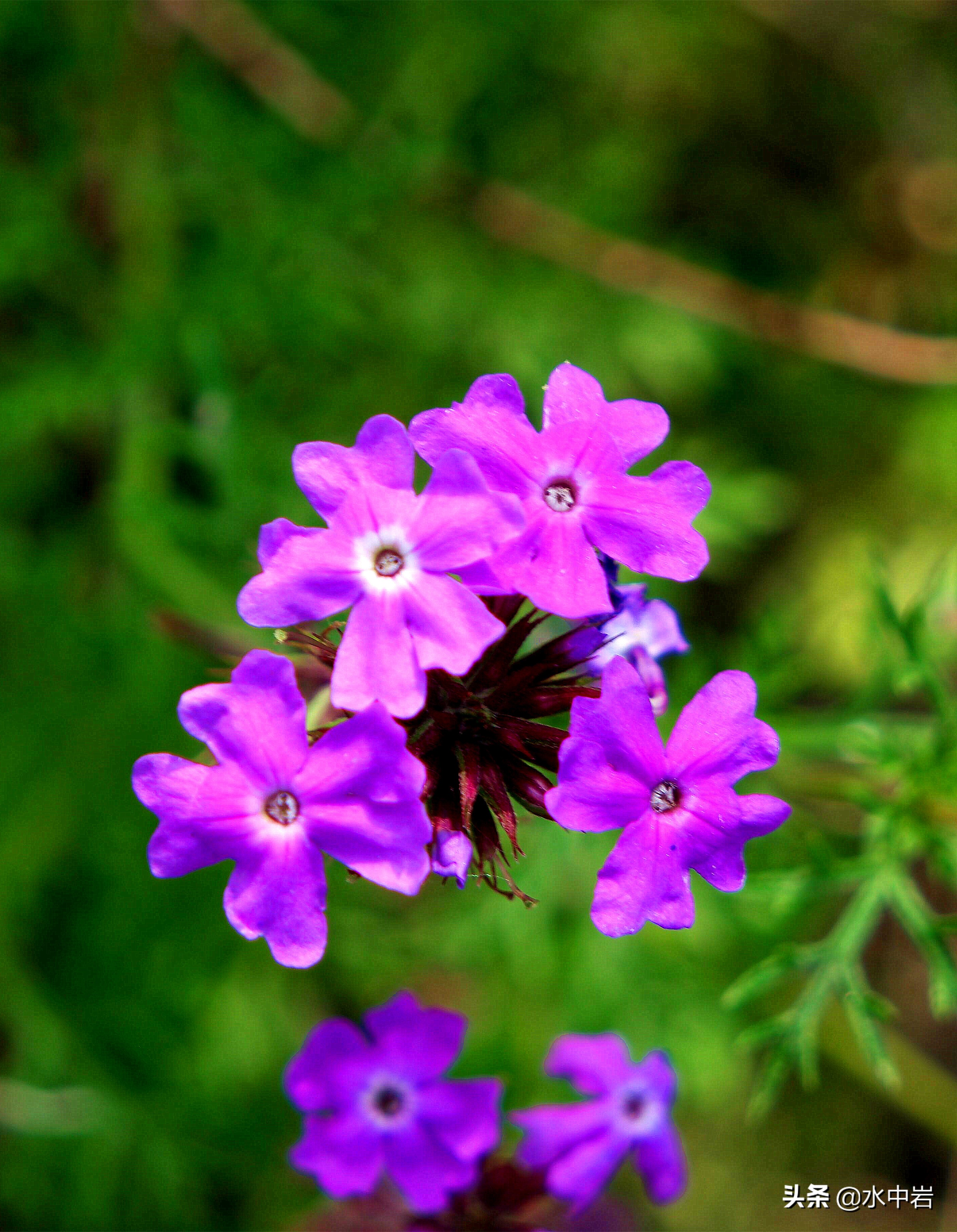 长江流域发生了几次大型洪涝灾害,江苏历史上遭遇的洪水