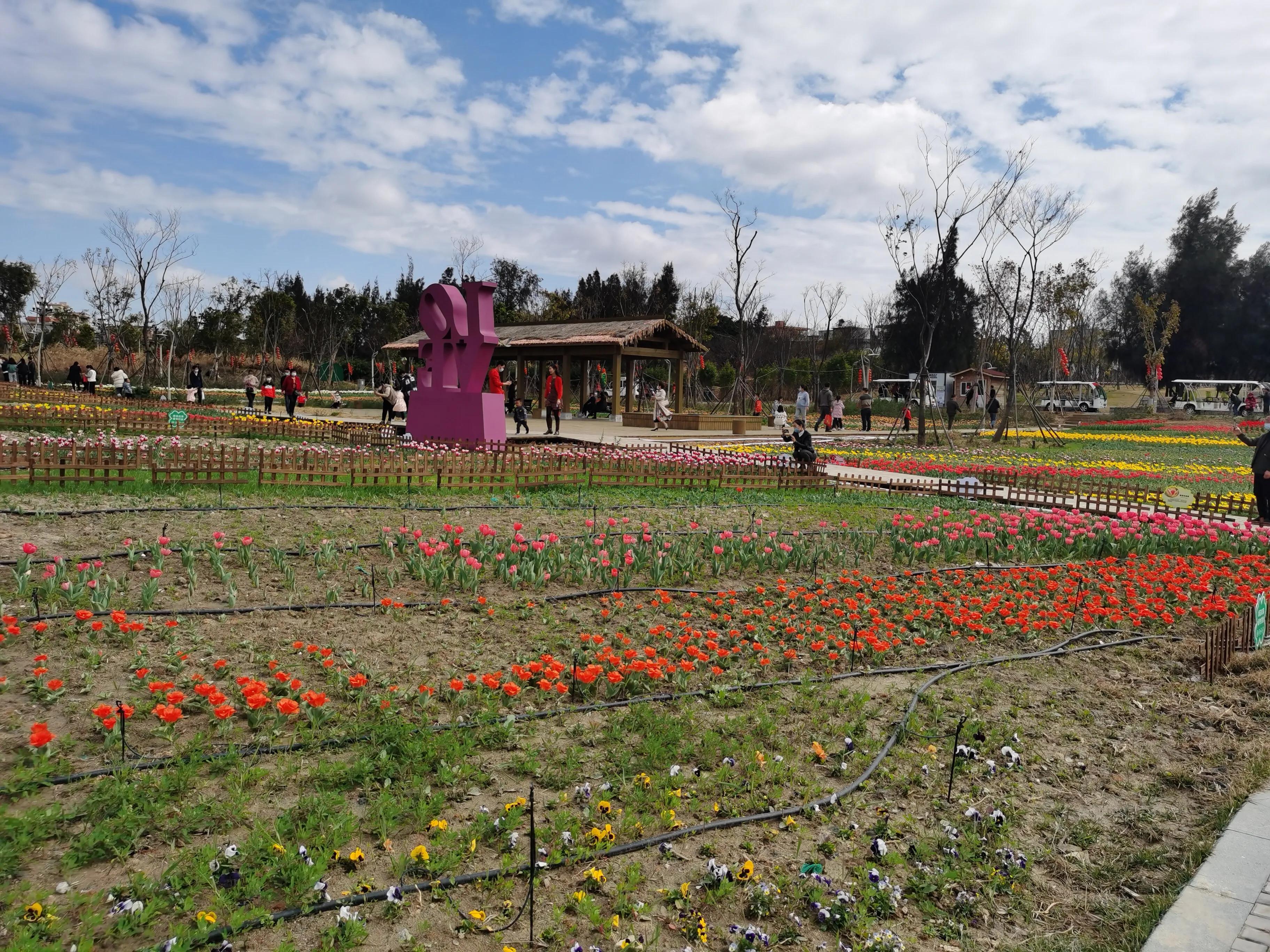 美丽郁金香花海,美丽郁金香gullale小程序