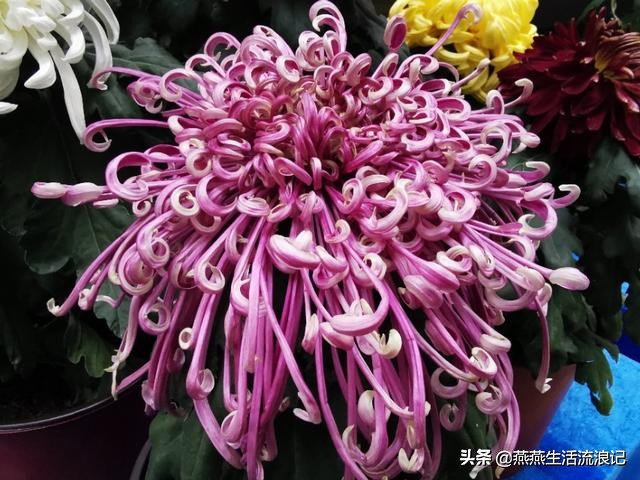 菊花开过后如何养护来年再开花,菊花的详细养护和技巧