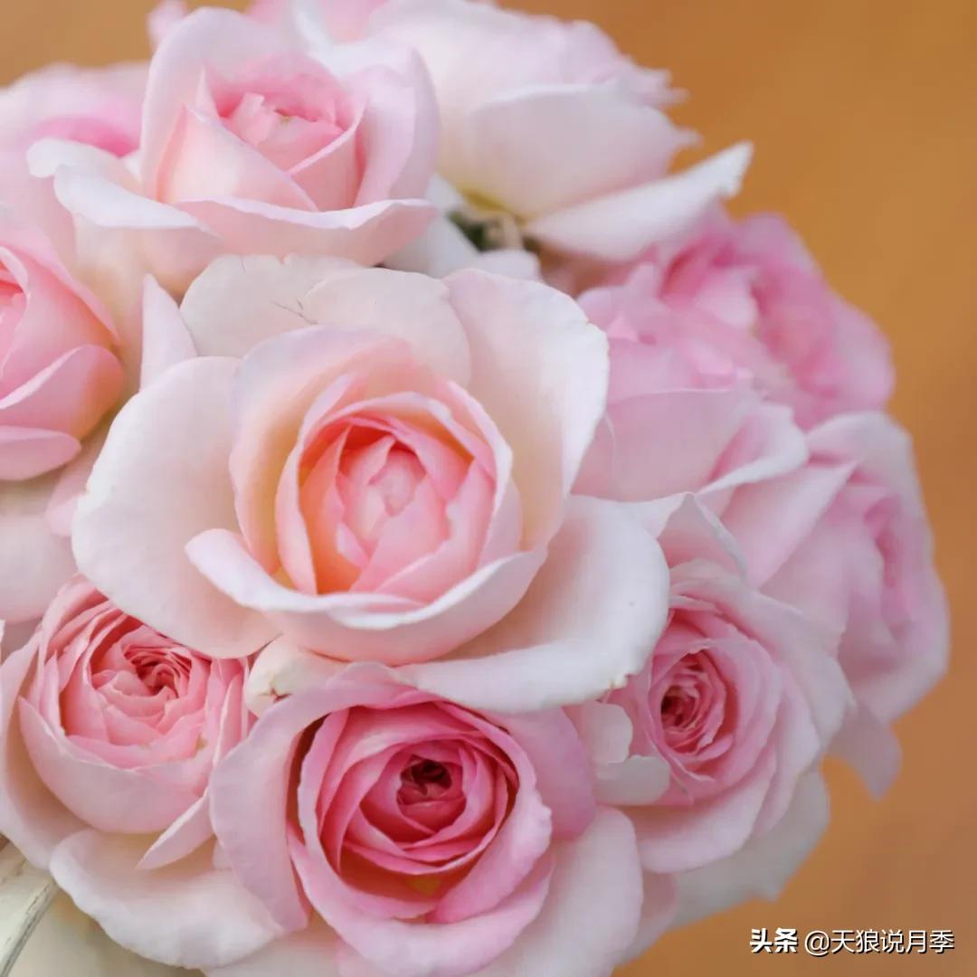 不容易，天狼自育终于打折了！空蒙只要50不到！