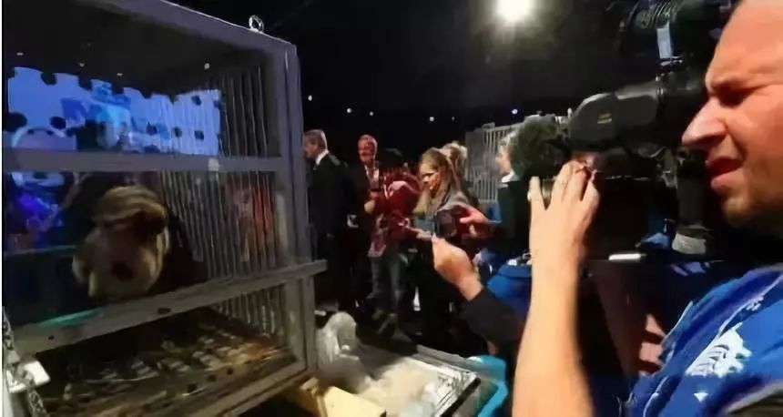 为什么全世界都喜欢大熊猫,世界各地的人们都喜爱大熊猫英语