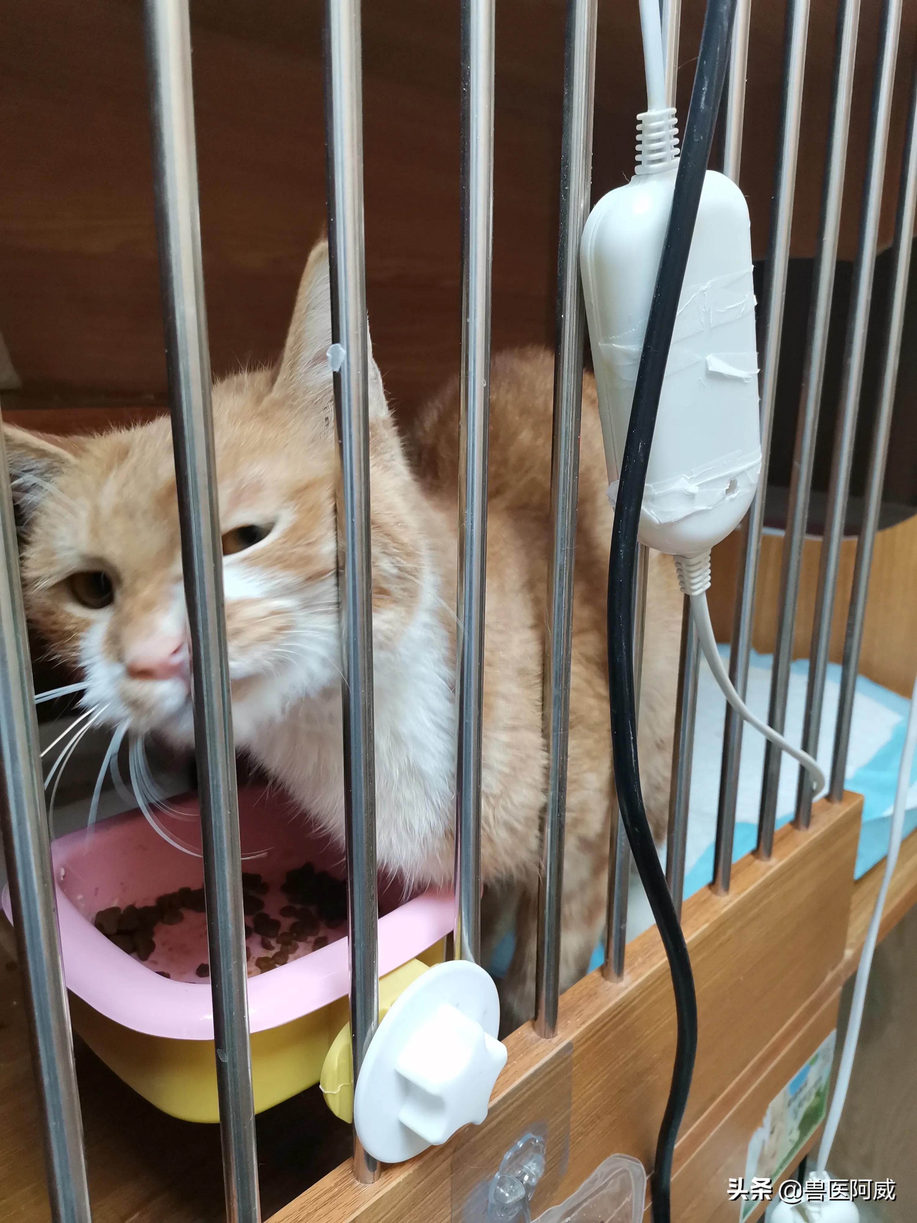 猫瘟和疱疹病毒交叉感染,猫瘟感染幼猫