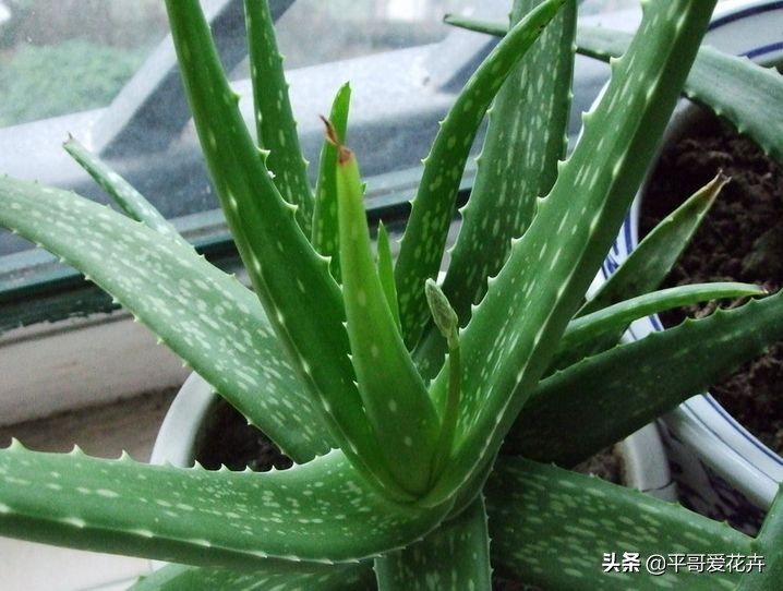 如何让绿萝1星期内死亡,家里芦荟根死怎么救活
