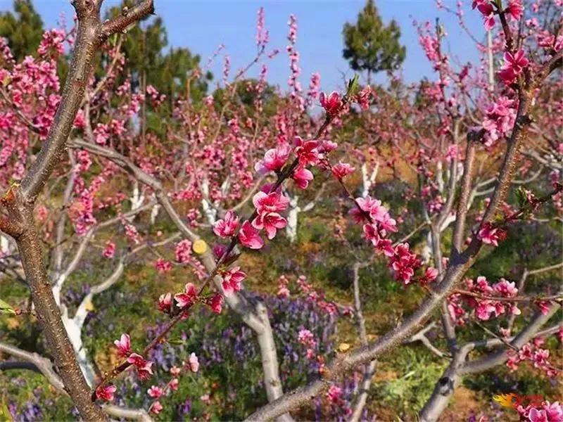 阳春三月踏青吟,阳春三月诗和风景