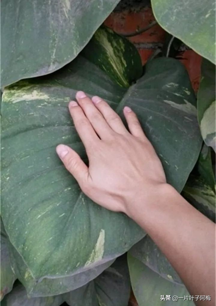 绿萝为什么叶子越来越小,绿萝为啥叶子越养越小