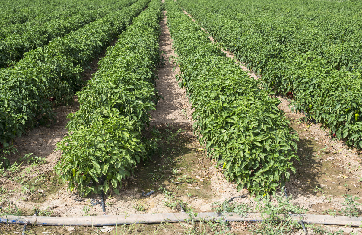 辣椒疯长不结果,辣椒怎样修剪才能多结果