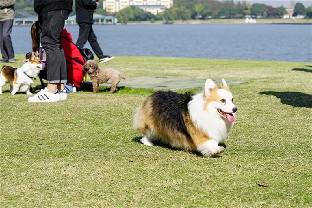 2022年上海遛狗圣地,2021上海遛狗圣地