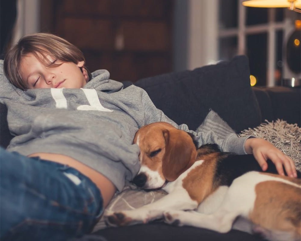 常见狗的各种发病症状,成犬狗狗老是咬东西是咋回事