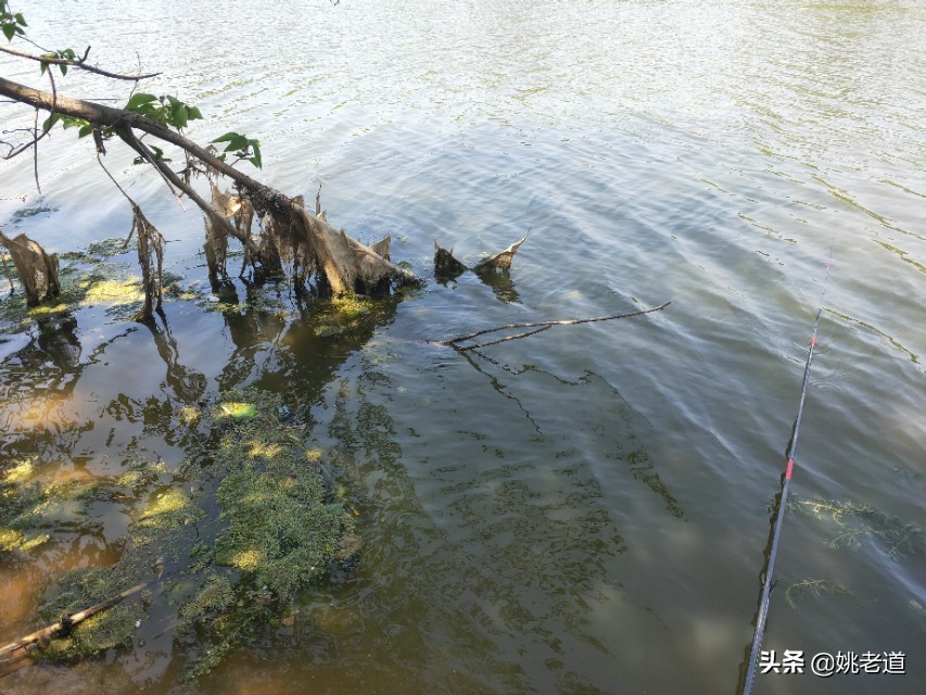 夏天早上钓深好还是钓浅好,夏天天热晚上钓深水还是浅水