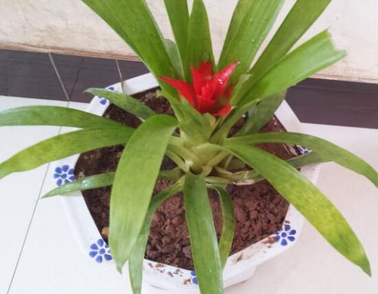 鸿运当头叶子卷叶是怎么回事,鸿运当头叶子为什么会卷起来