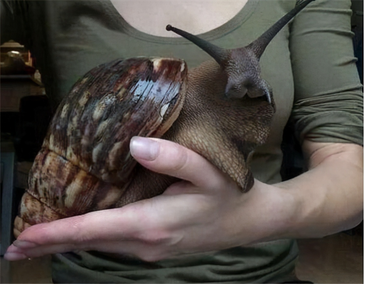 7月1日，海关通报截获29只寄往北京的活体盖罩大蜗牛！危害有多大