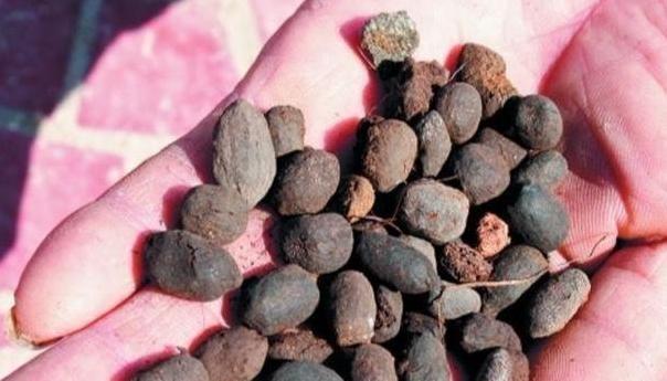 盆栽花灌根施肥的正确方法,怎样使盆栽花卉多发新根