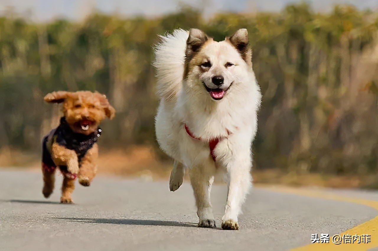 冬日暖汤给家人,寒冷的冬日需要一杯热茶