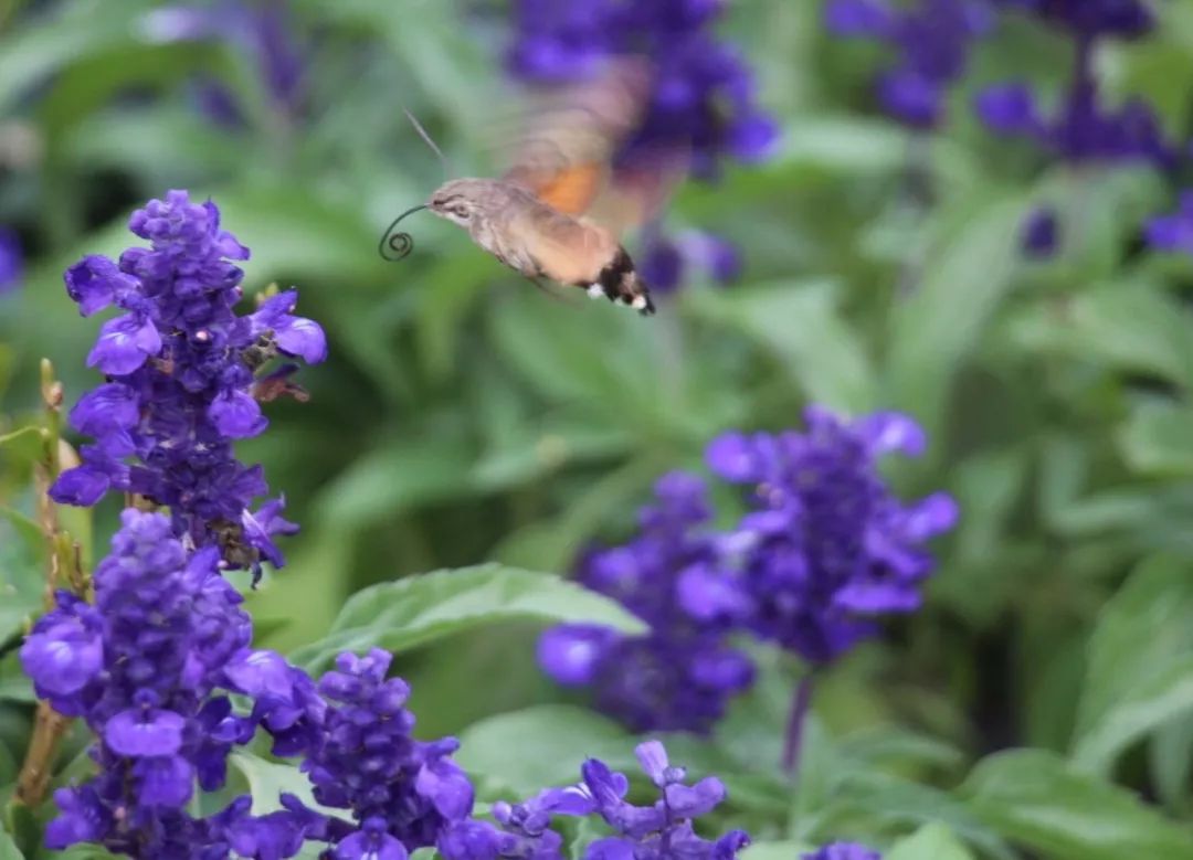 传说中的蛊虫真的有吗,传说中的扑棱蛾子