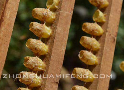 用处女王越冬质疑：闻宏开