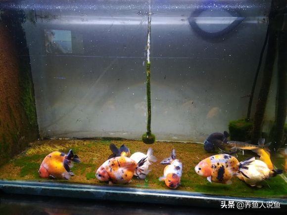 鱼缸爆藻是不是水绿了才能爆藻,鱼缸爆藻对龟有影响吗