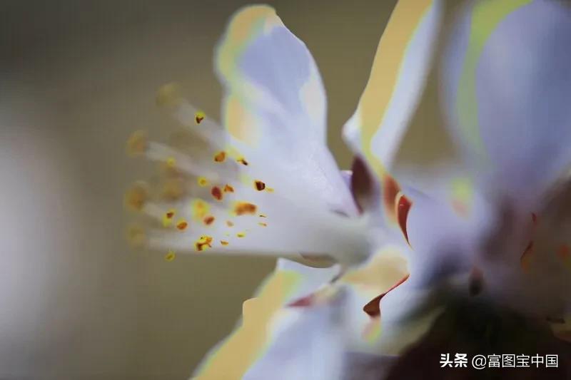 桃花怎么拍才好看,桃花怎么拍摄才能出新意