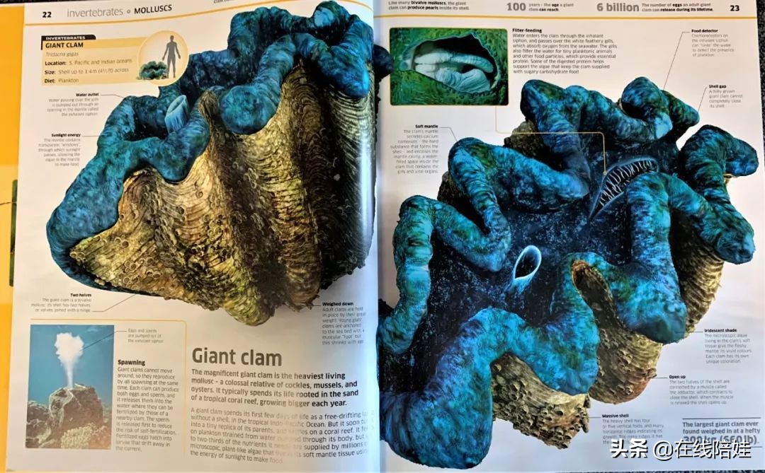 dk知识大百科全套,dk知识大百科书金银版