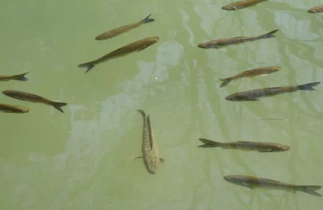 黑鱼常识,关于黑鱼的科普知识介绍