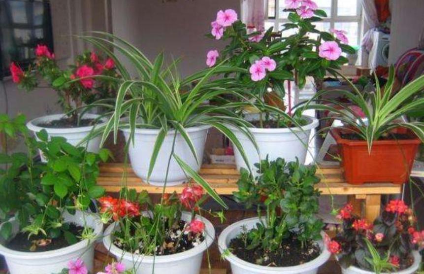 花卉水浇多了烂根怎么办,盆花水浇多了怎么办