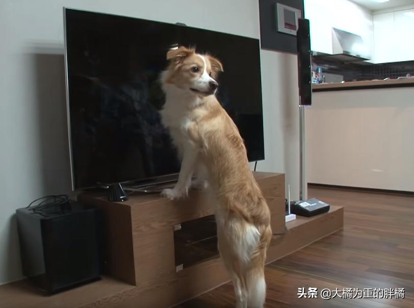狗狗看电视笑得无法自拔,狗狗居然会踢足球